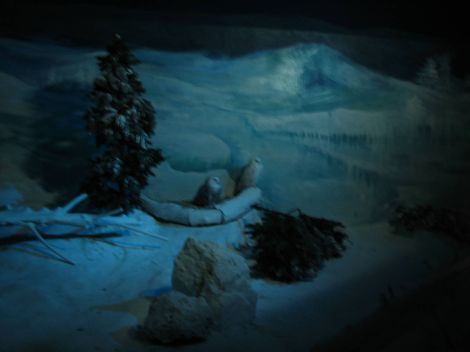 Jurong Bird Park 2008 - Snow Owls in the World of Darkness