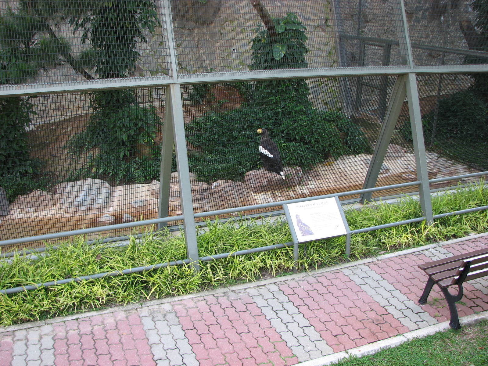 Jurong Bird Park 2008 - Steller Sea Eagle in the second Birds of Prey row