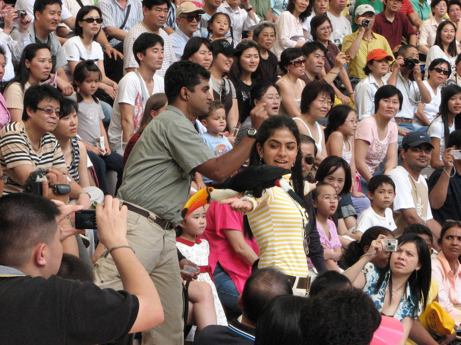 Jurong Bird Park 2008 - Toco Toucan in the Pools Amphitheatre