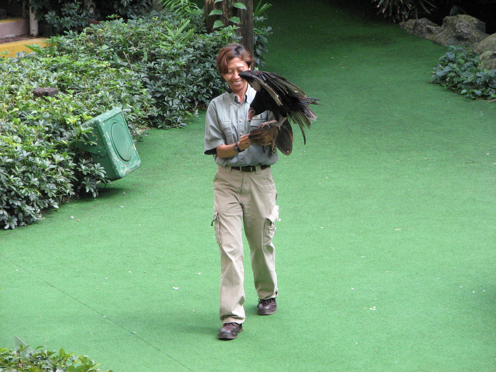 Jurong Bird Park 2008 - Turkey Vulture in the Pools Amphitheatre