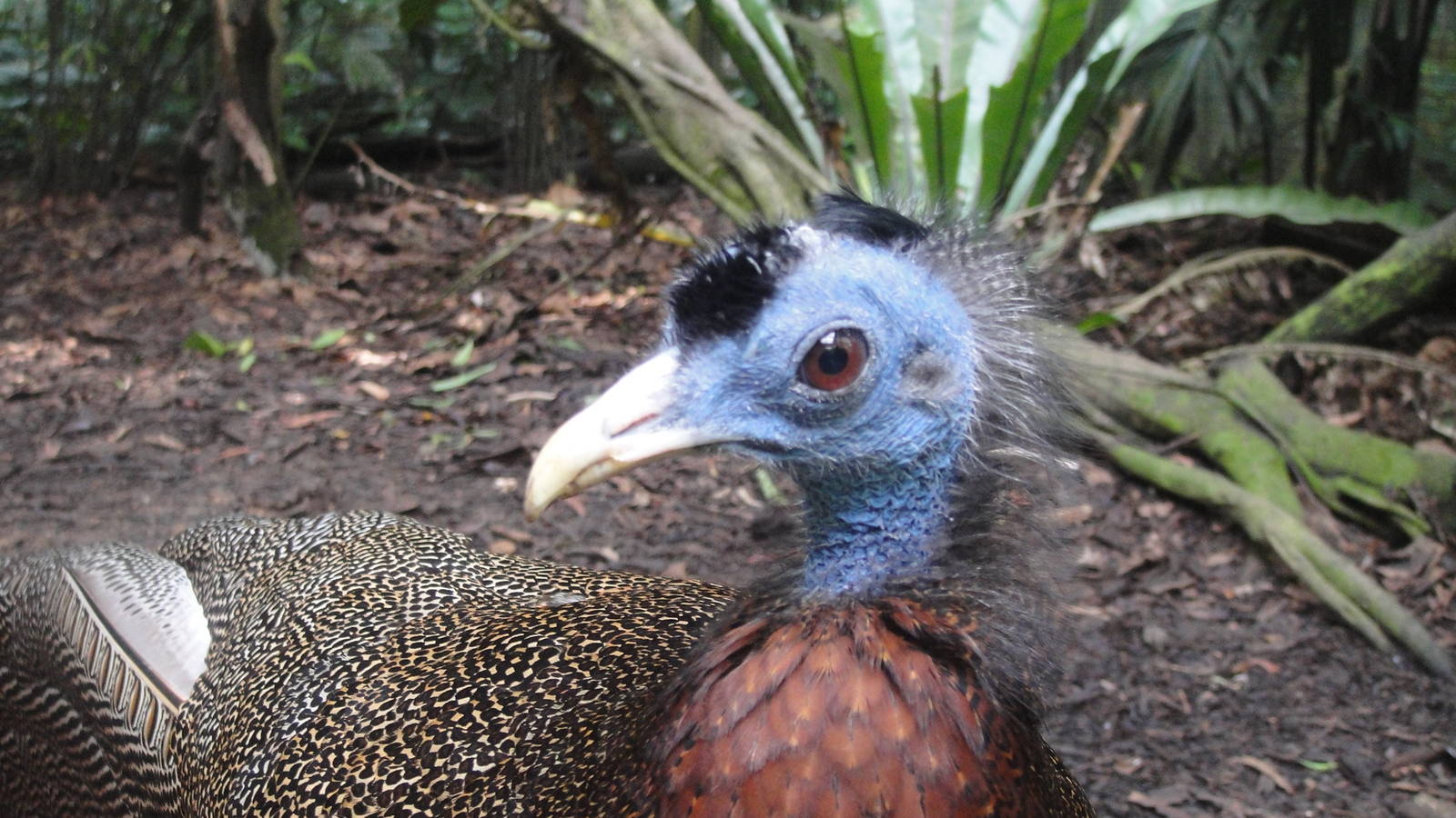 Jurong Bird Park 2012