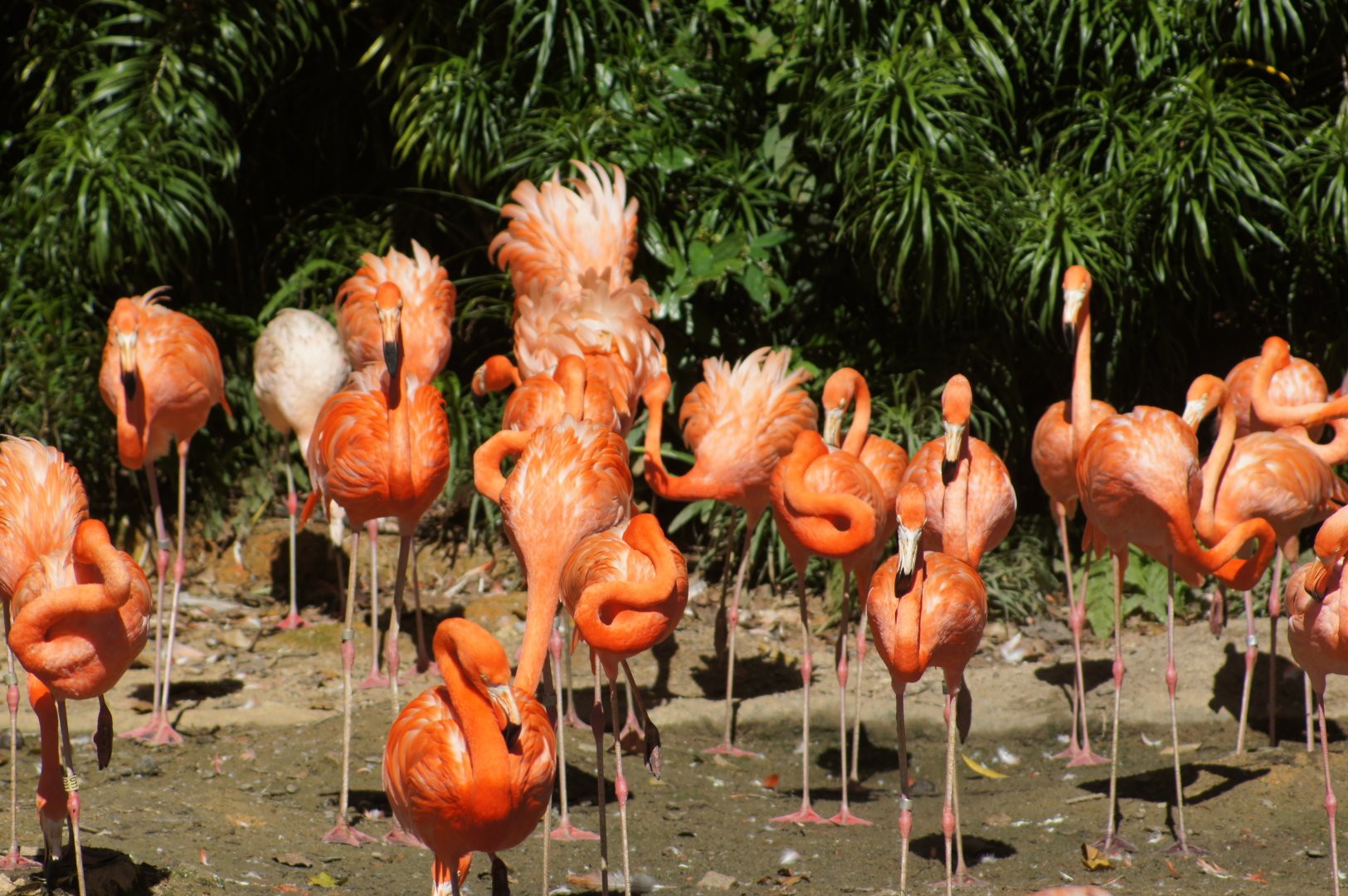 Jurong Bird Park | American Flamingos
