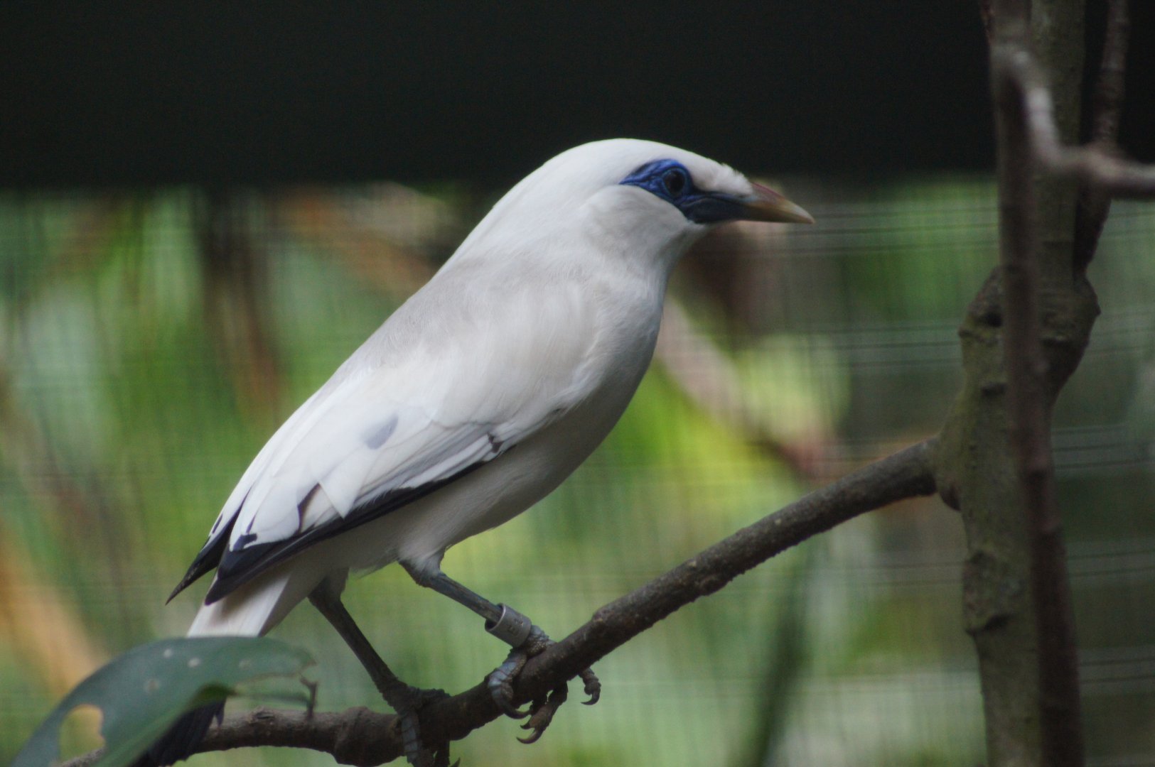 Jurong Bird Park | Bali Myna