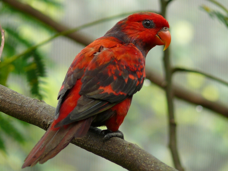 Jurong Bird Park - Bechstein's violet-necked lory