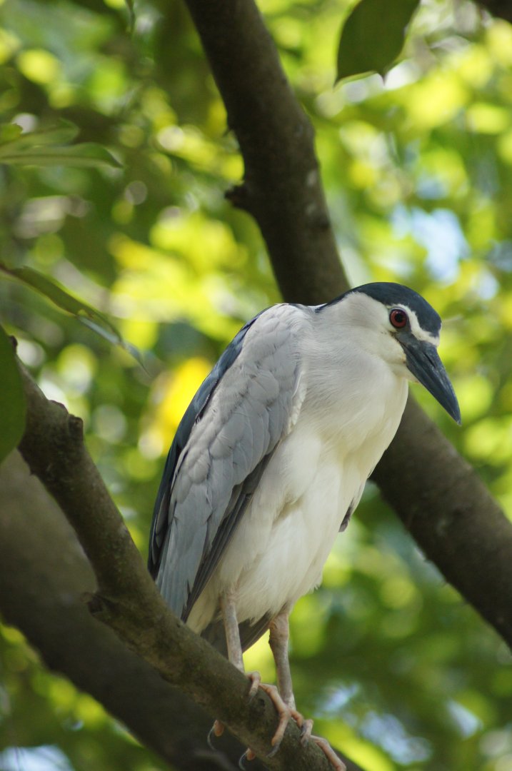 Jurong Bird Park | Black-crowned Night Heron