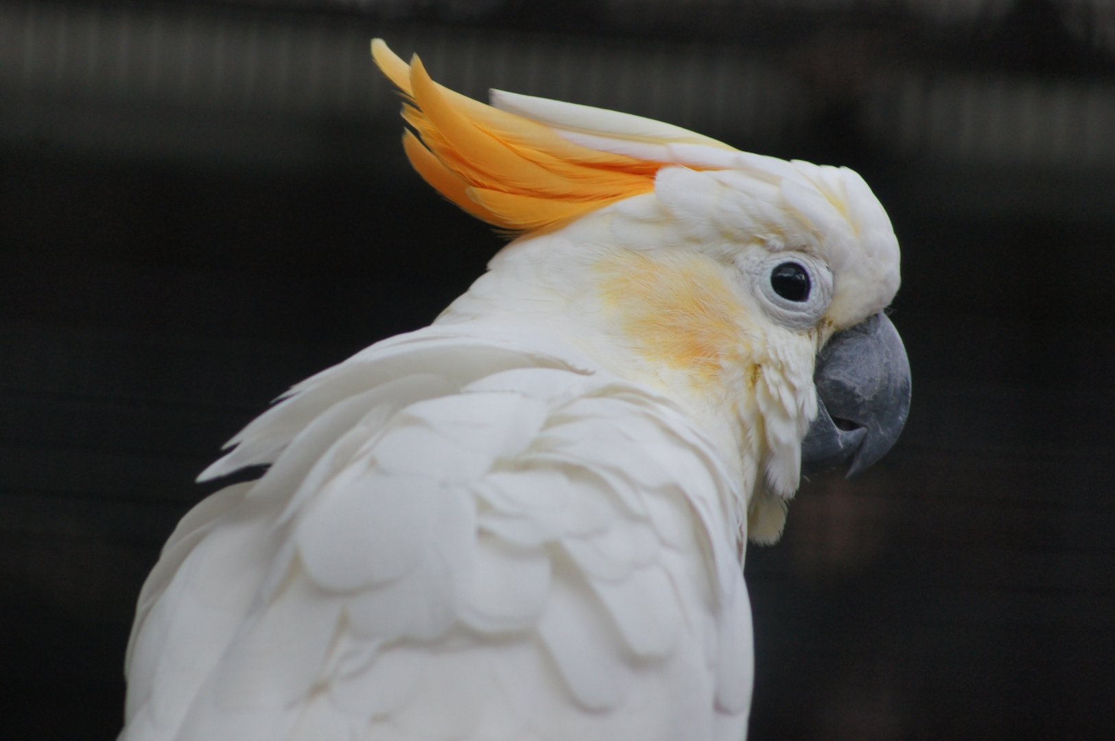 Jurong Bird Park | Citron-crested Cockatoo