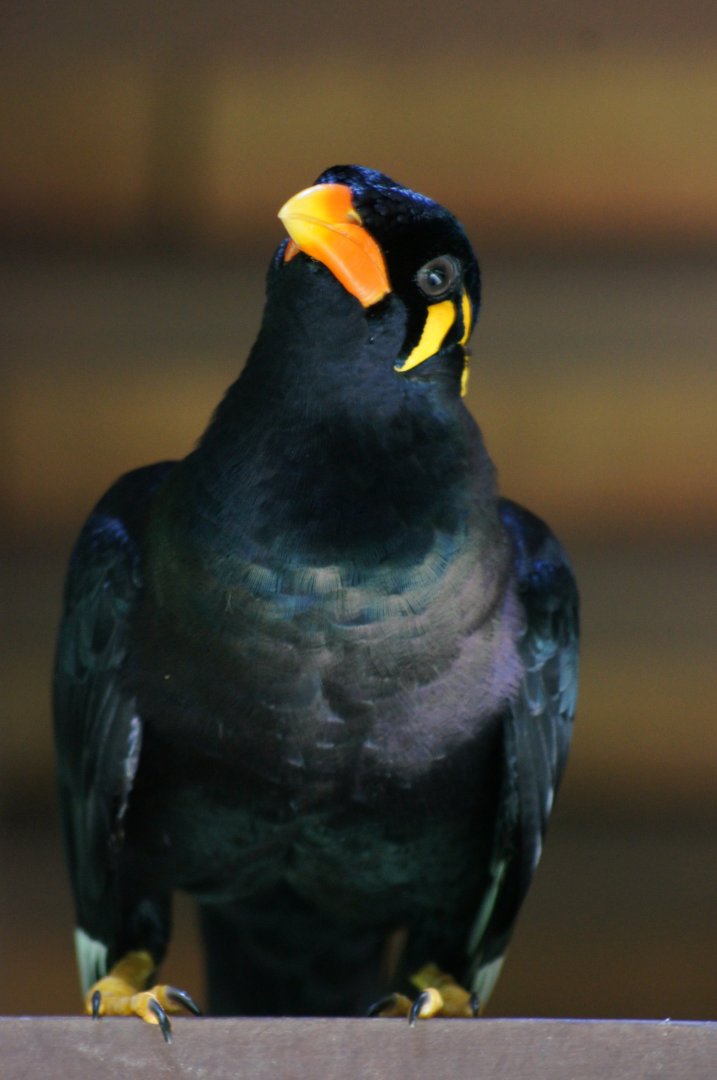 Jurong Bird Park | Common Hill Myna
