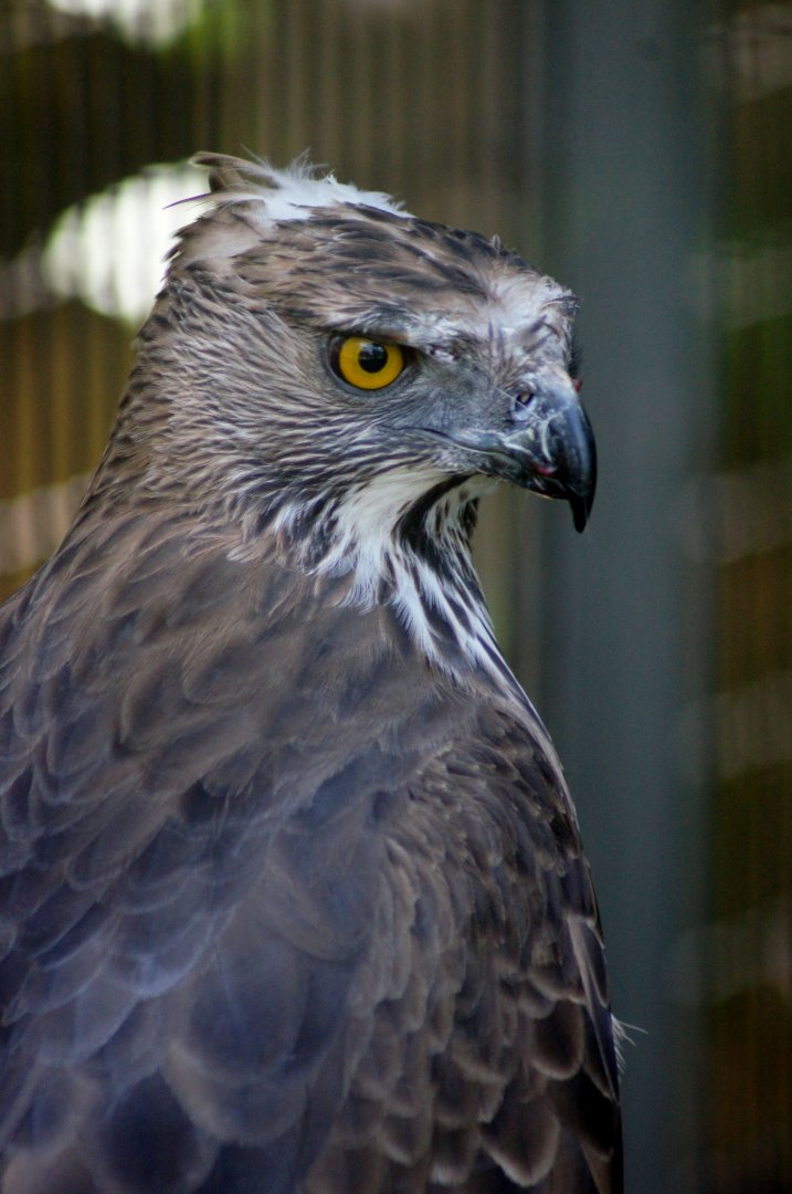 Jurong Bird Park | Crestless Changeable Hawk-eagle