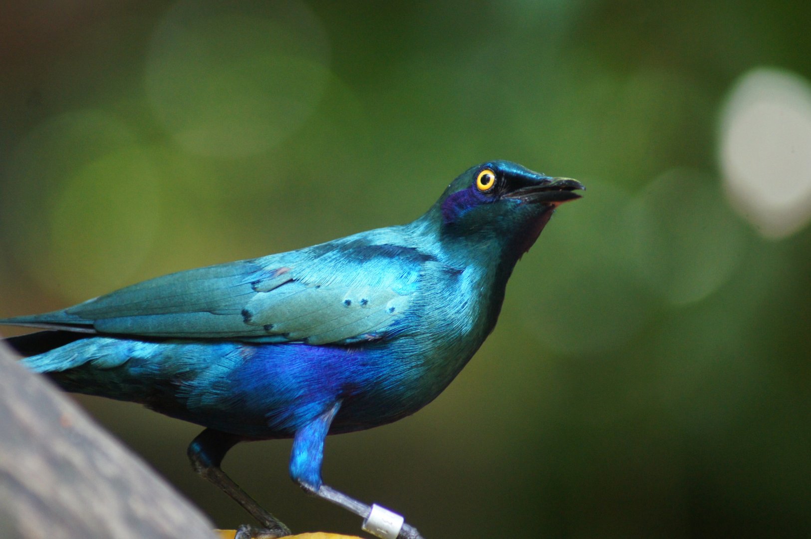 Jurong Bird Park | Greater Blue-eared Starling