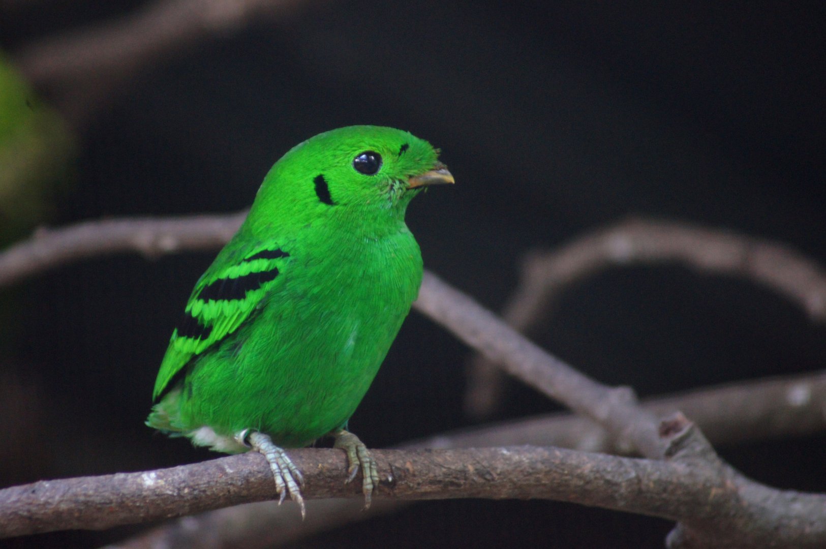 Jurong Bird Park | Green Broadbill