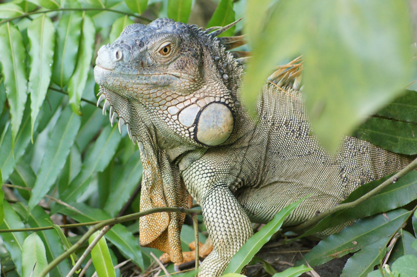 Jurong Bird Park | Green Iguana