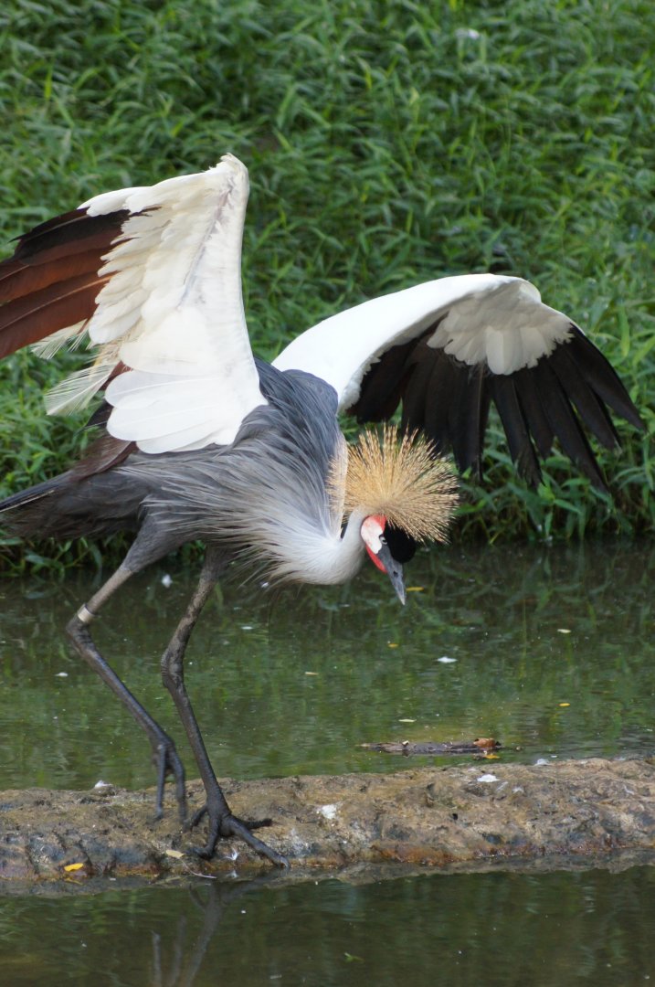Jurong Bird Park | Grey Crowned Crane