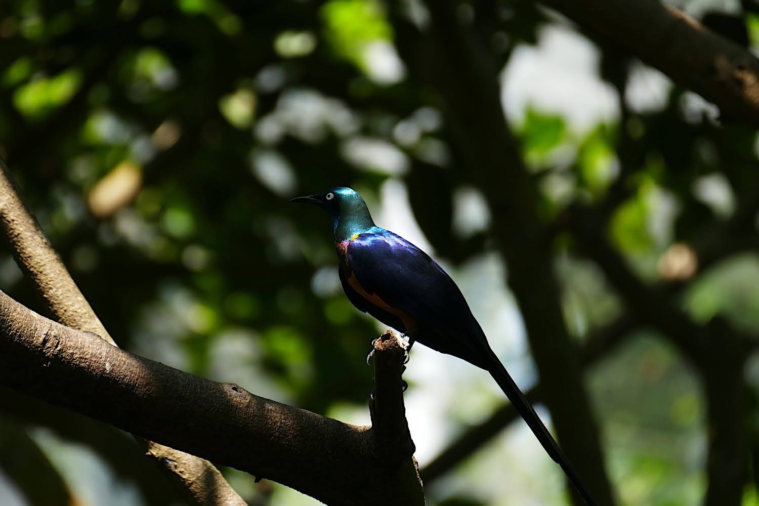 Jurong Bird Park, Heart of Africa [CLOSED]