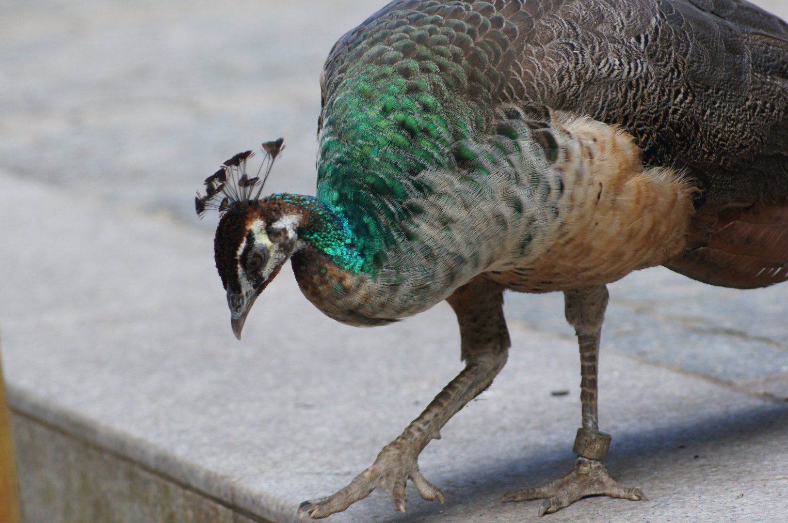 Jurong Bird Park | Indian Peafowl