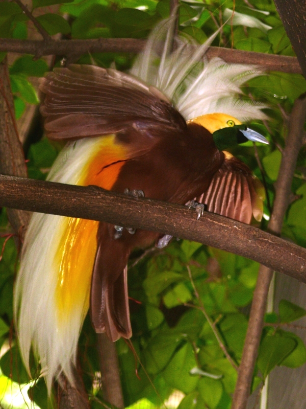 Jurong Bird Park - Lesser bird of paradise