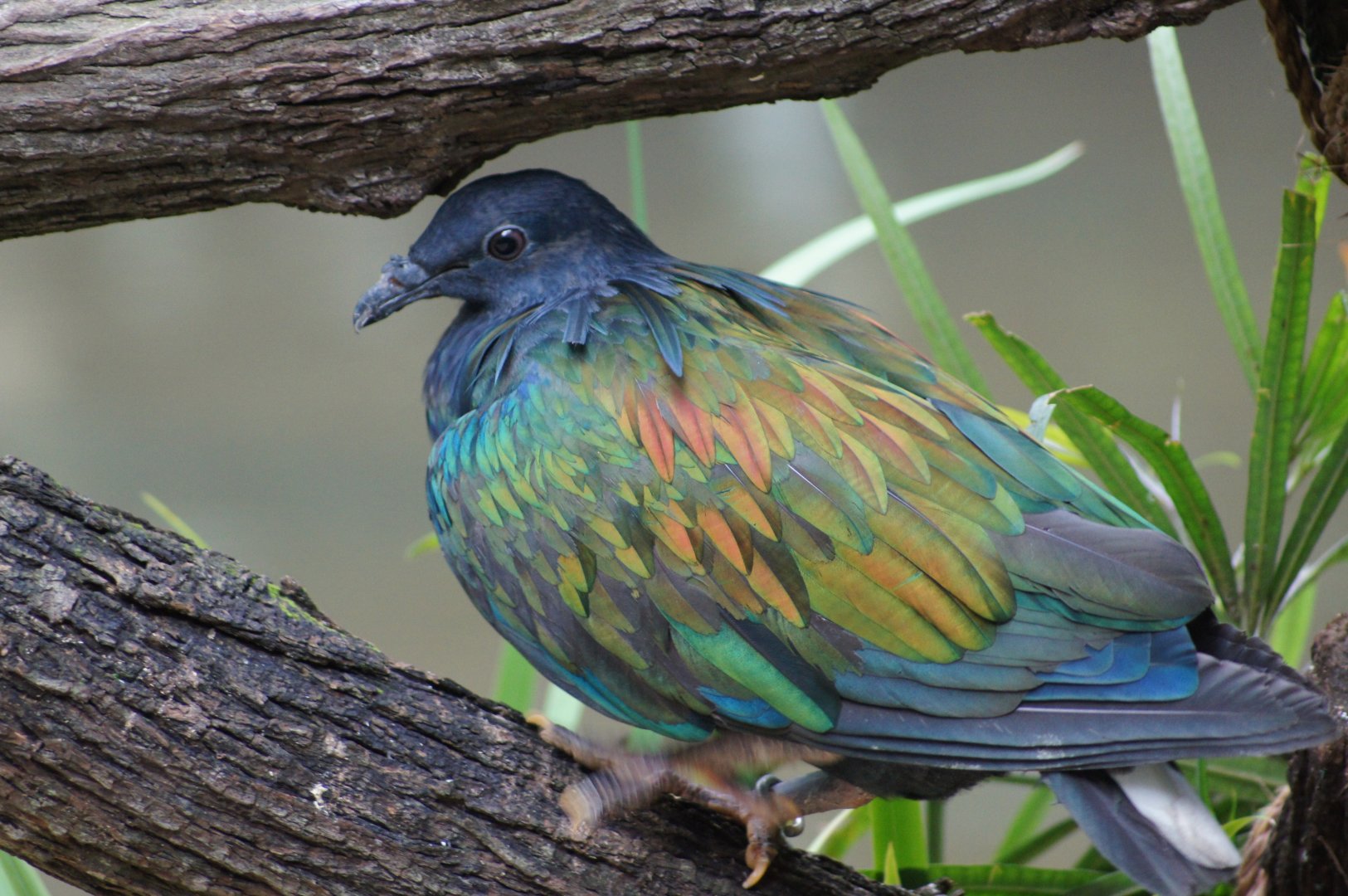 Jurong Bird Park | Nicobar Pigeon