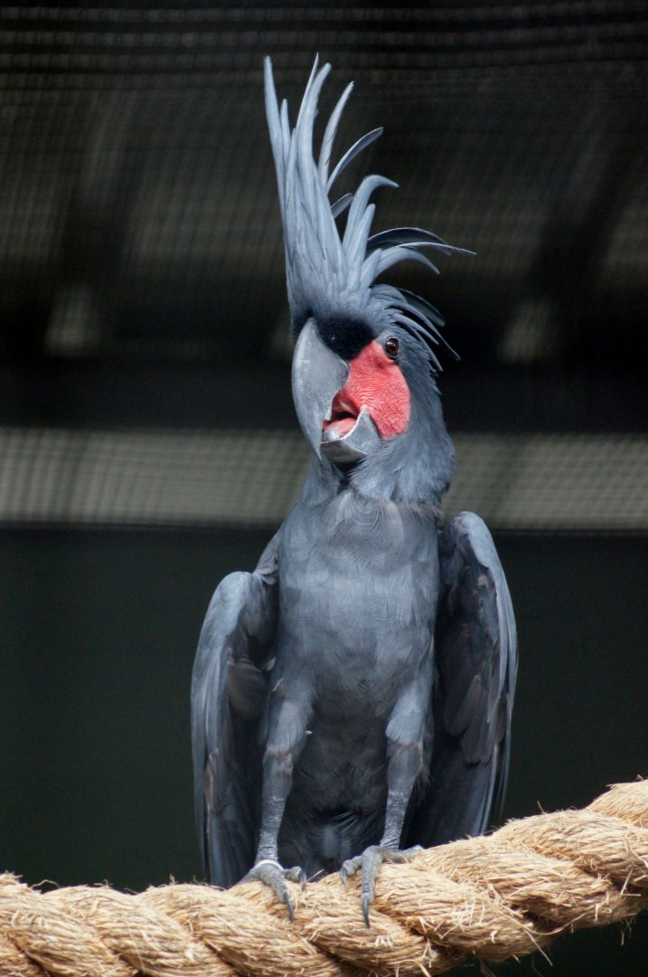 Jurong Bird Park | Palm Cockatoo