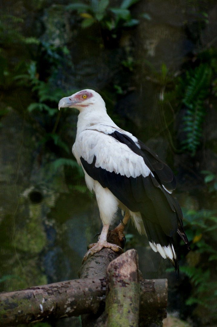 Jurong Bird Park | Palm Nut Vulture