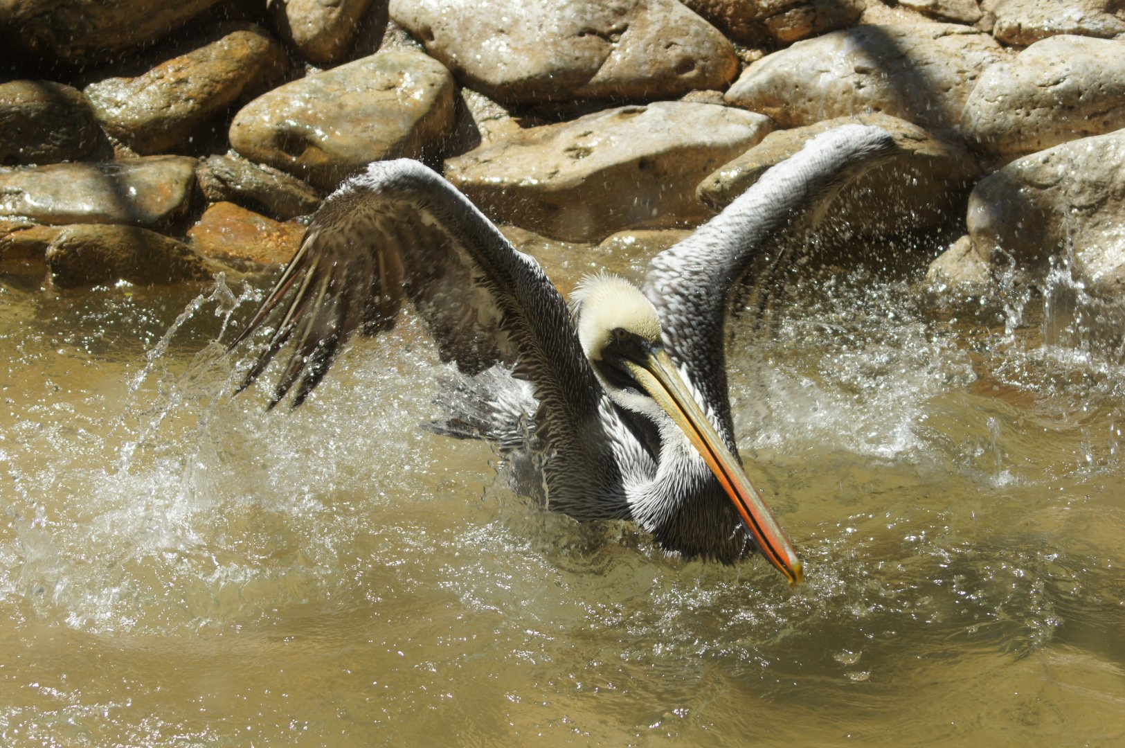 Jurong Bird Park | Peruvian Pelican