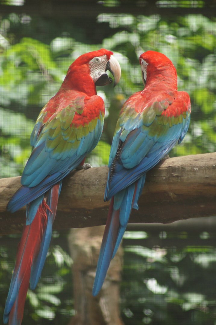 Jurong Bird Park | Red-and-green Macaw