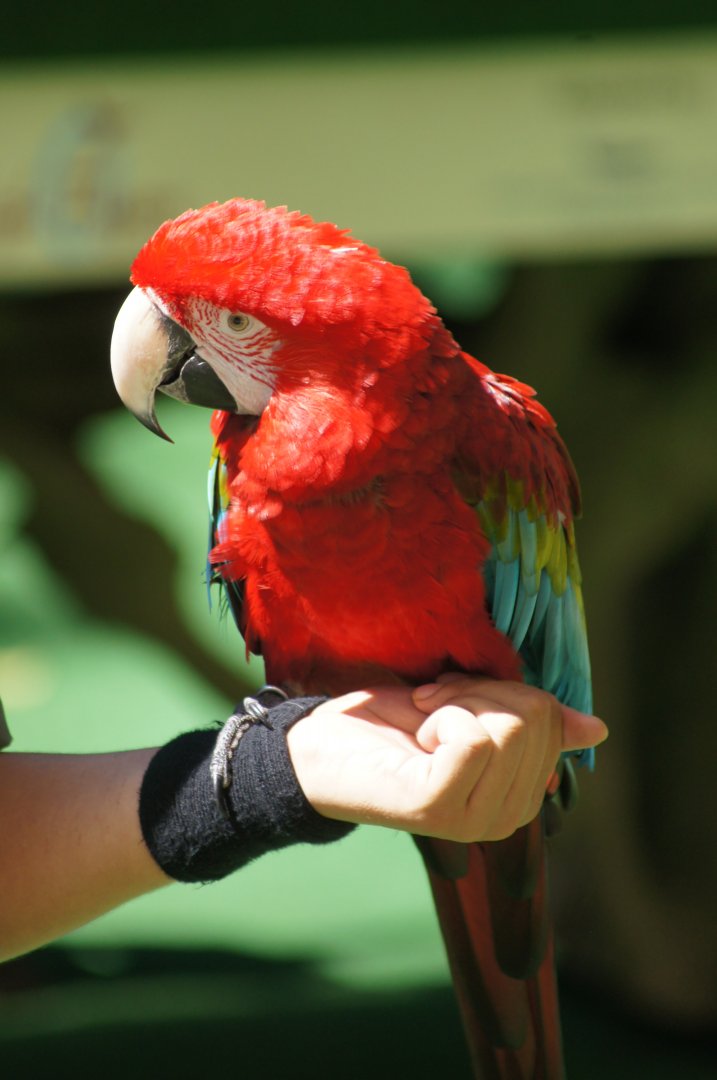 Jurong Bird Park | Red-and-green Macaw