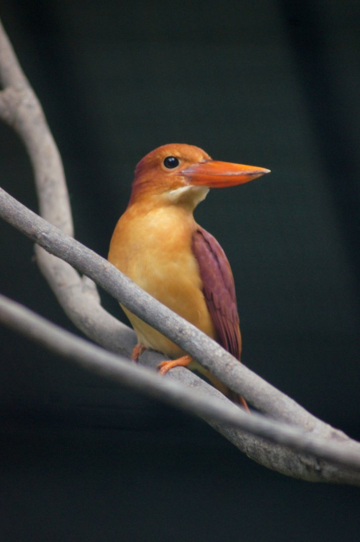 Jurong Bird Park | Ruddy Kingfisher