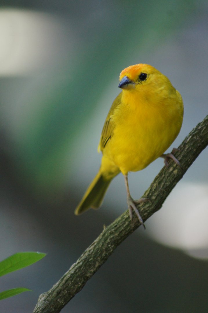 Jurong Bird Park | Saffron Finch