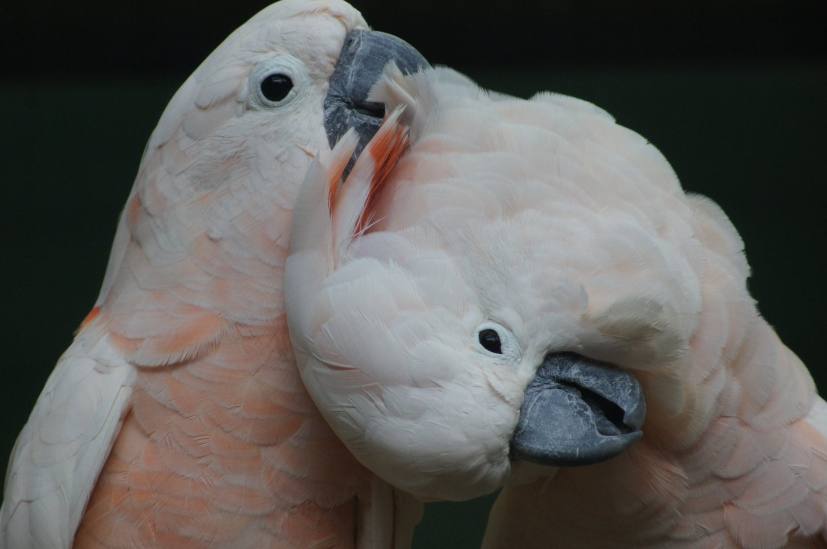 Jurong Bird Park | Salmon-crested Cockatoo