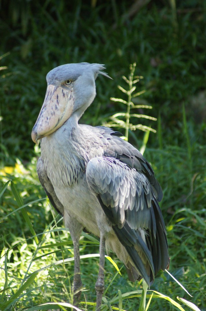 Jurong Bird Park | Shoebill