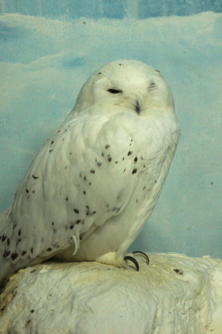 Jurong Bird Park | Snowy Owl