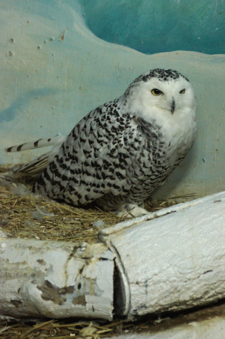 Jurong Bird Park | Snowy Owl