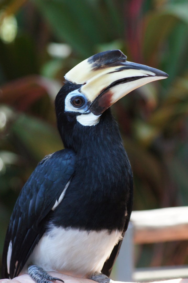 Jurong Bird Park | Southern Oriental Pied Hornbill