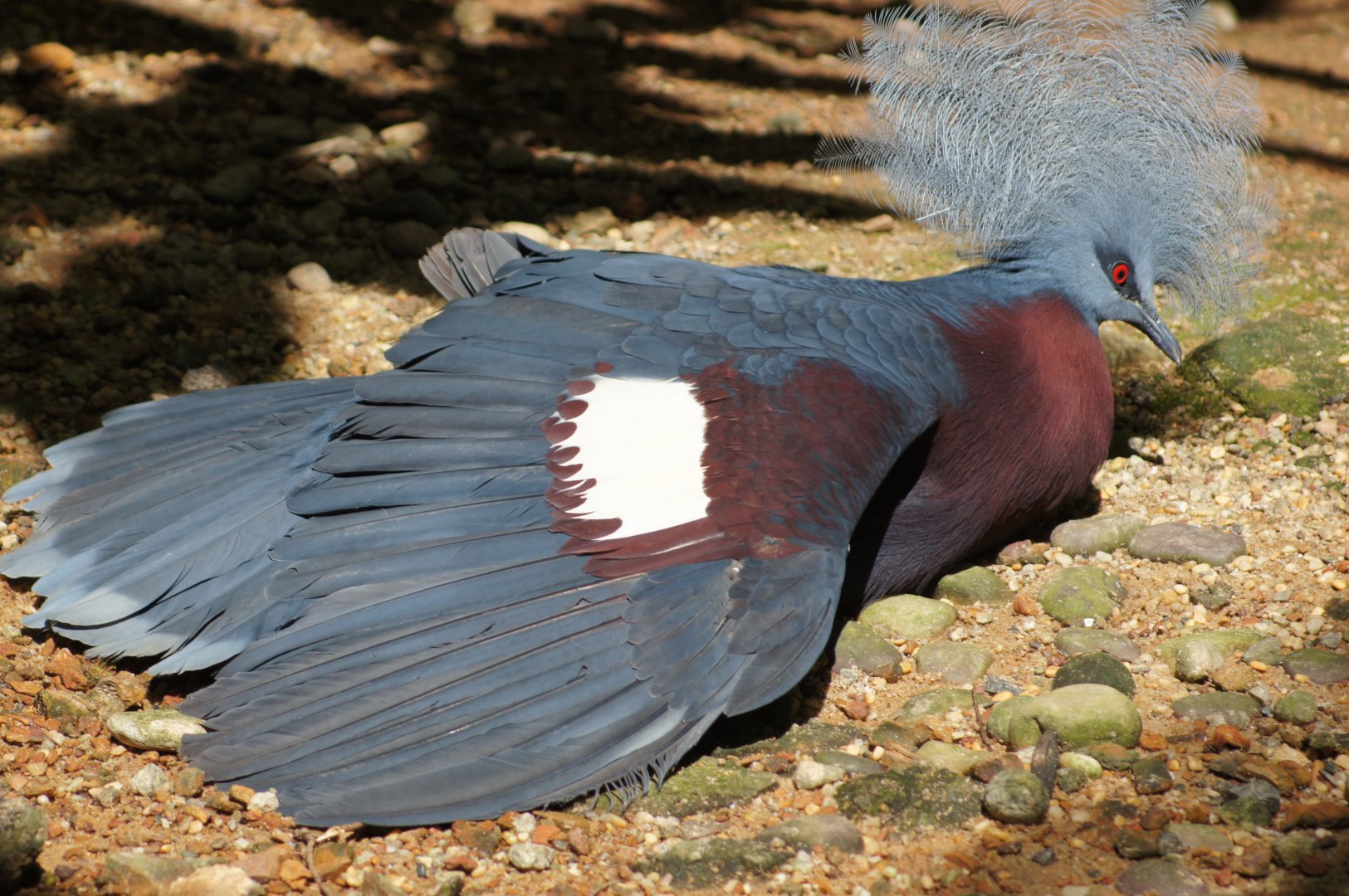 Jurong Bird Park | Sunbathing Sclater's Crowned Pigeon