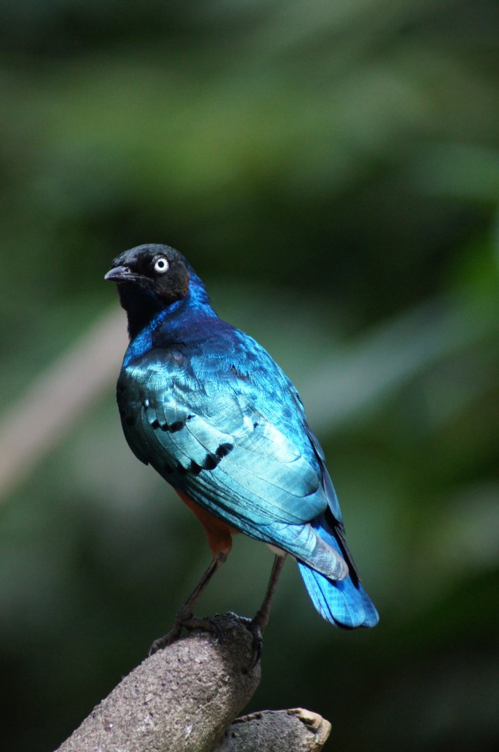 Jurong Bird Park | Superb Starling