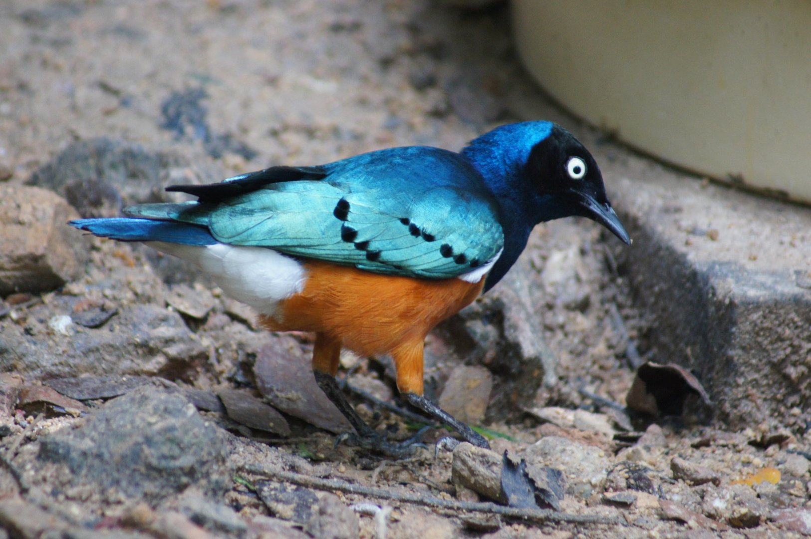 Jurong Bird Park | Superb Starling
