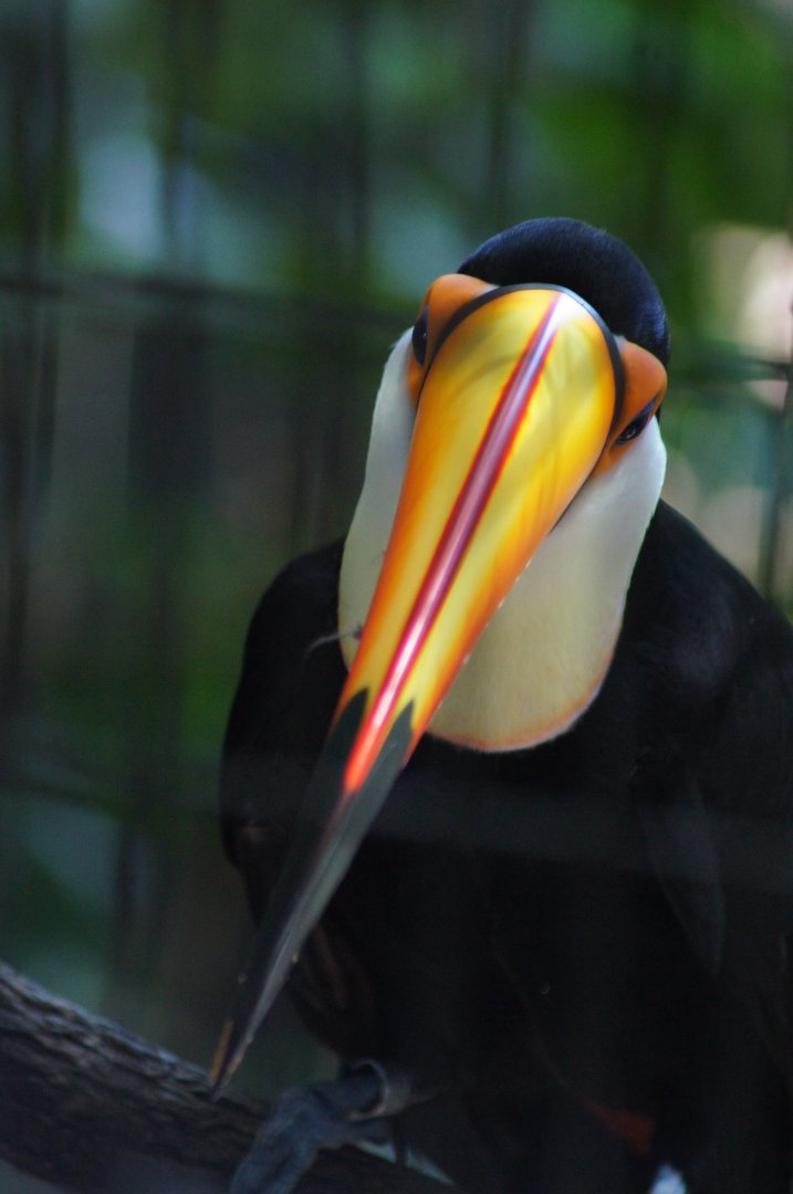 Jurong Bird Park | Toco Toucan