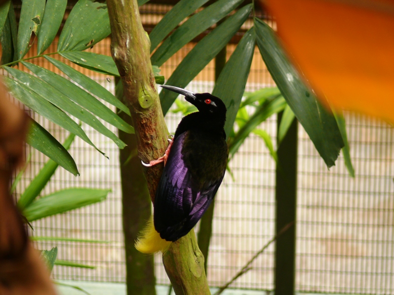 Jurong Bird Park - Twelve-wired bird of paradise
