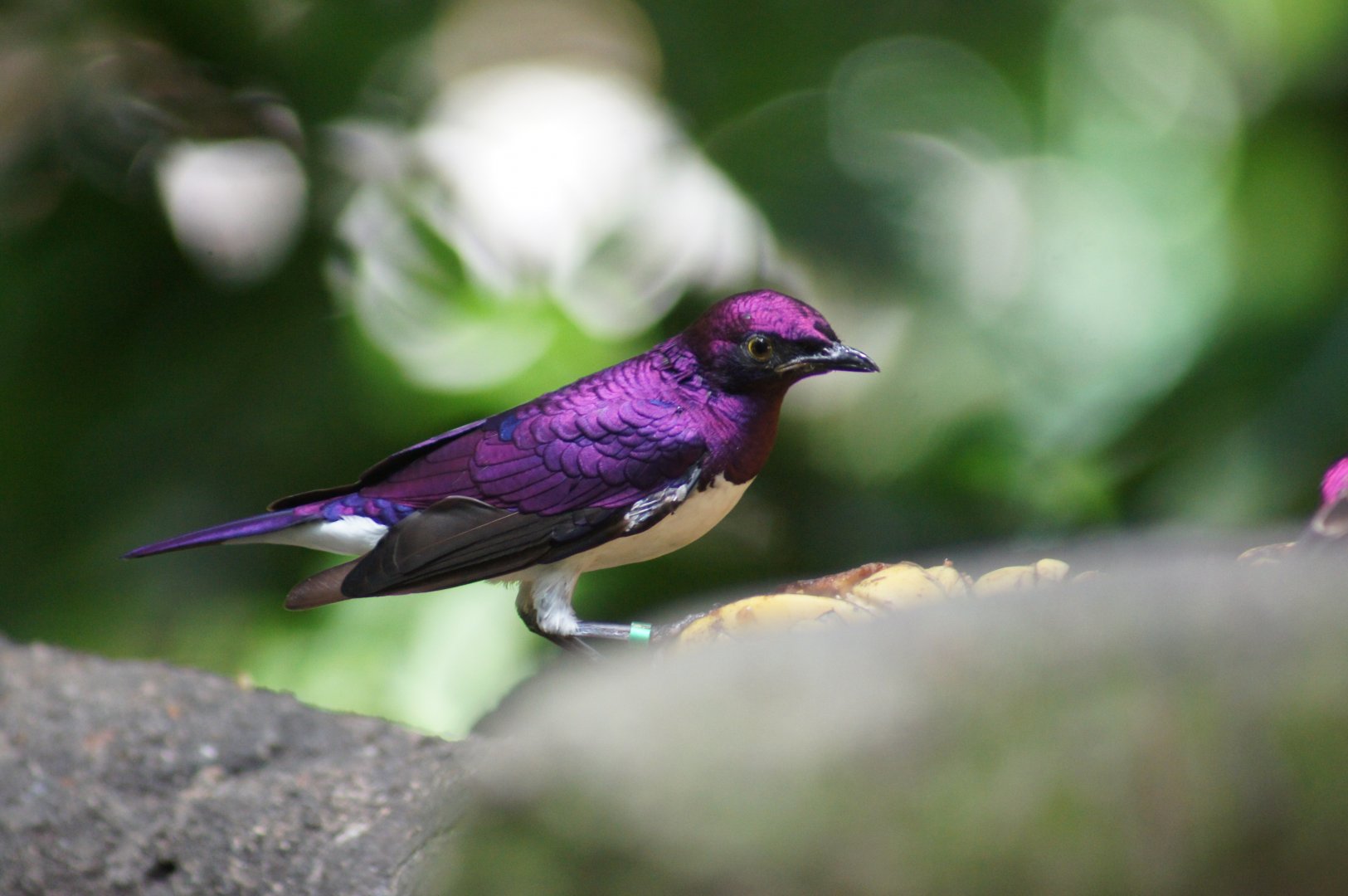 Jurong Bird Park | Violet Starling