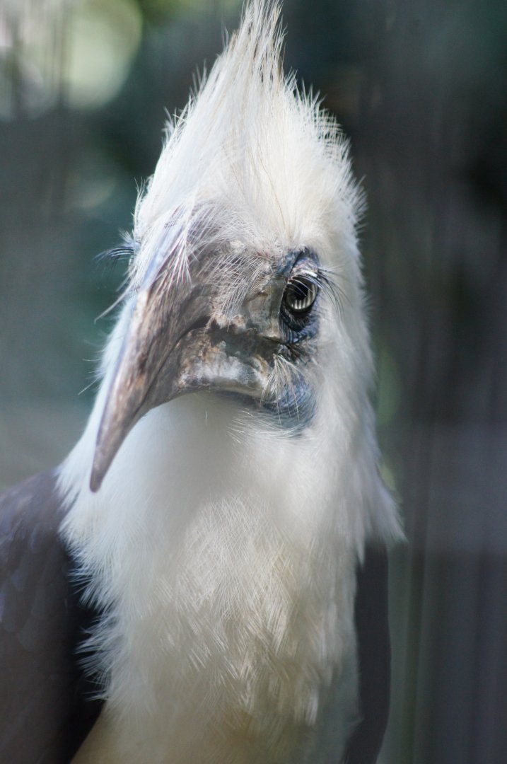 Jurong Bird Park | White-crowned Hornbill