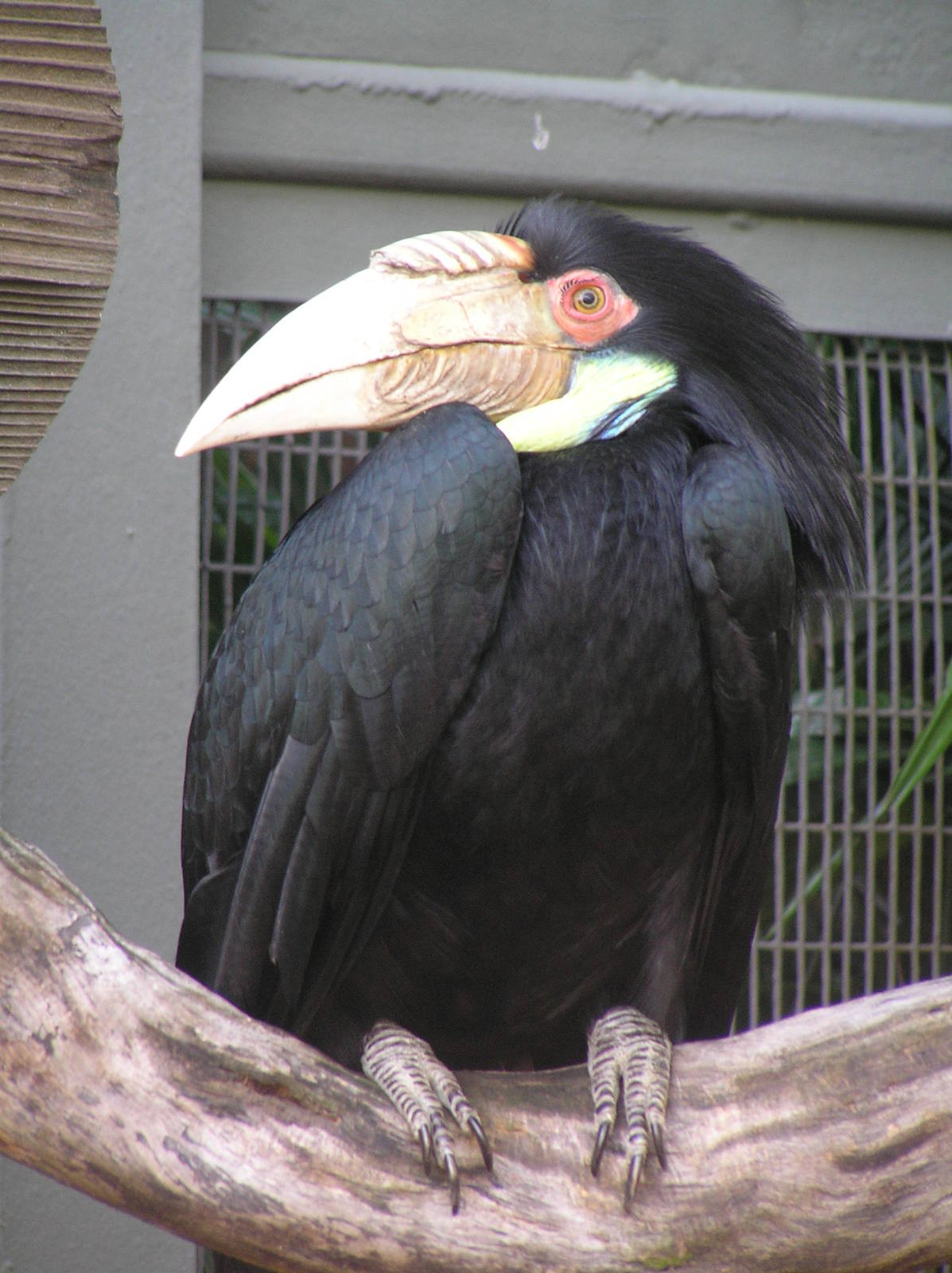 Jurong bird park
