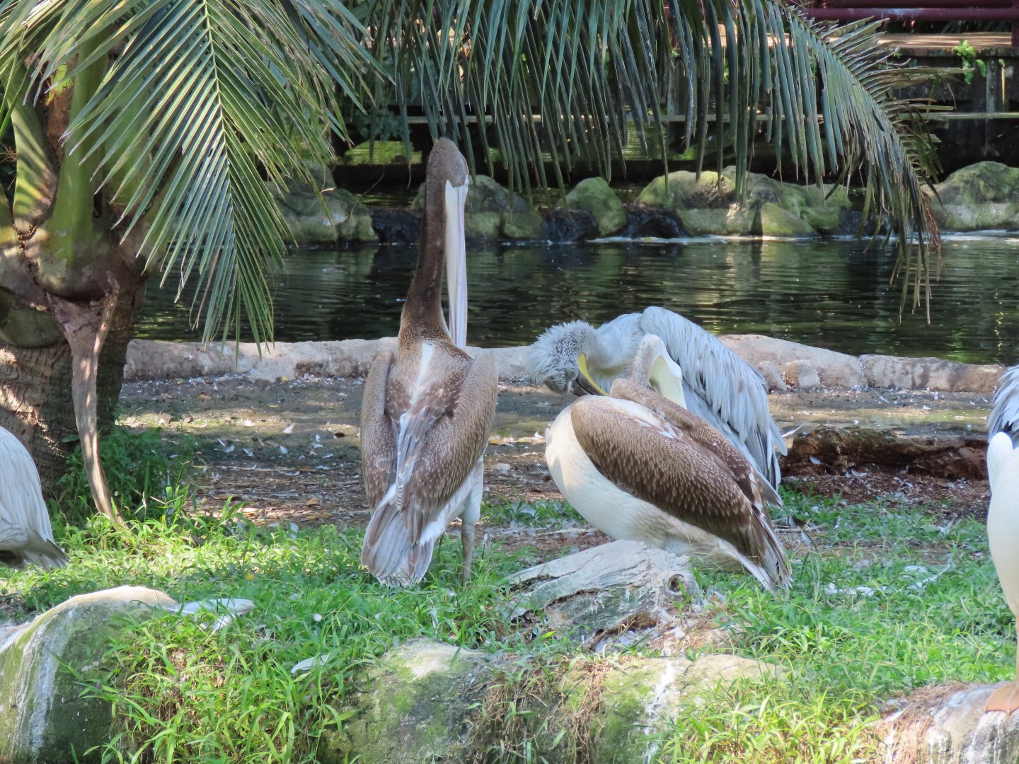 Jurong pelican