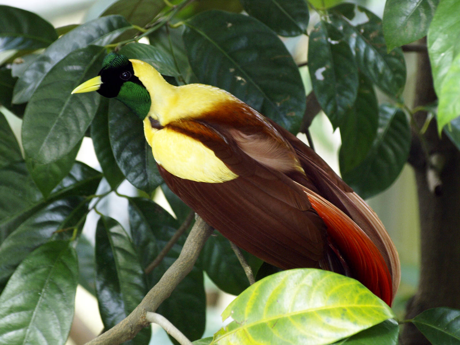 Jurong - Red Bird of Paradise