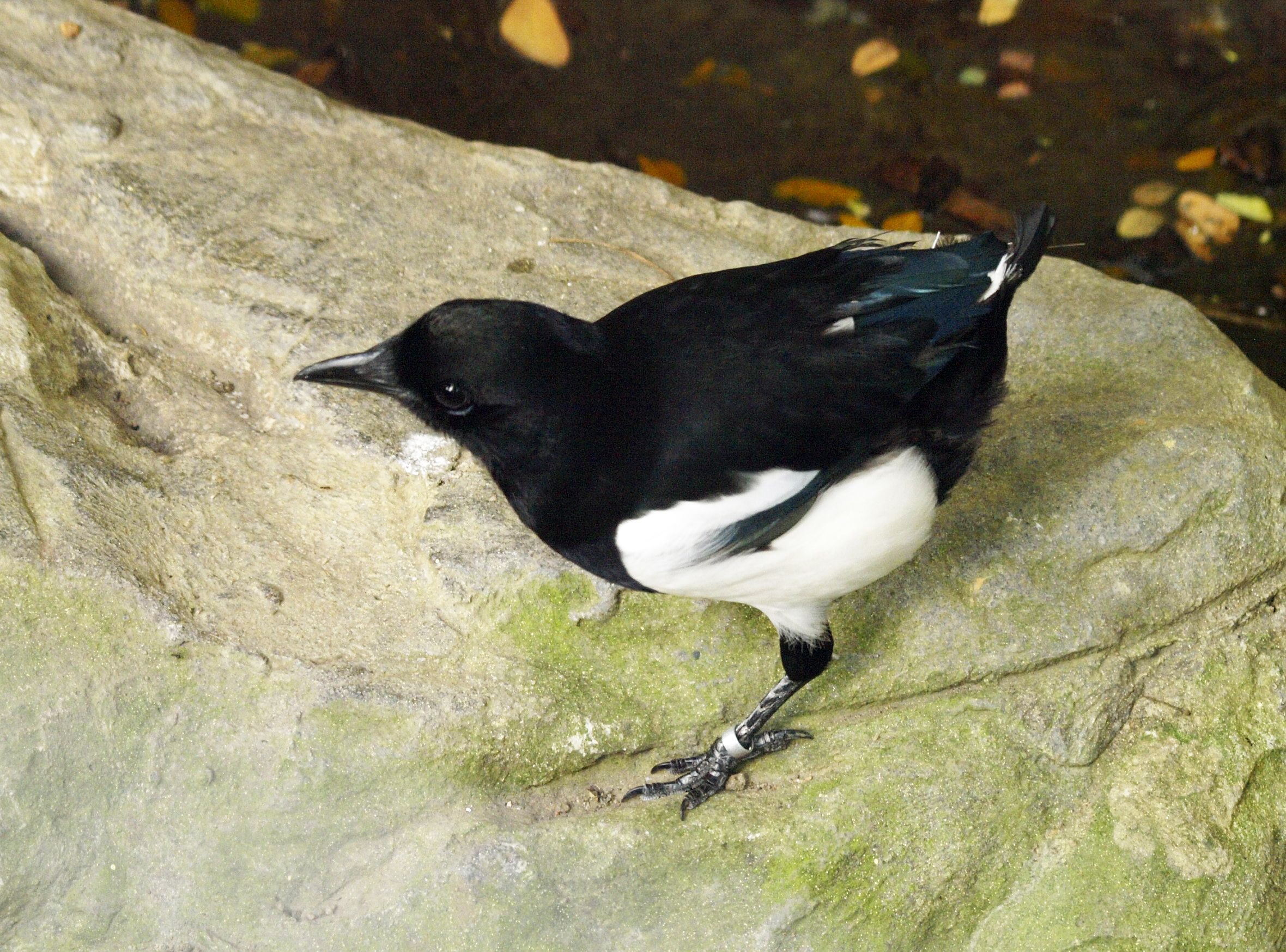 Jurong - Subspecies?