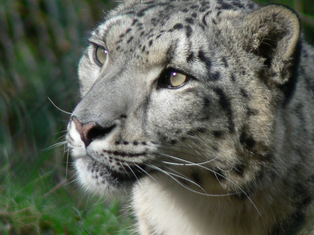 Jurques France, snow leopard