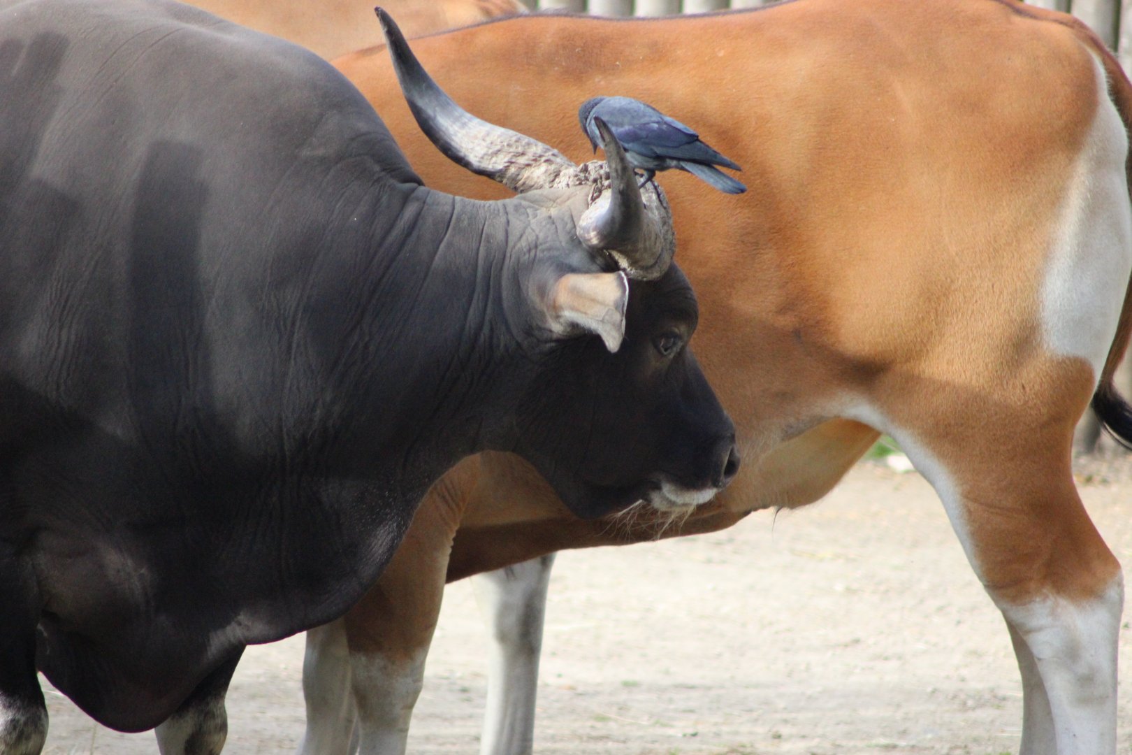 Just a bird resting on a Baateng