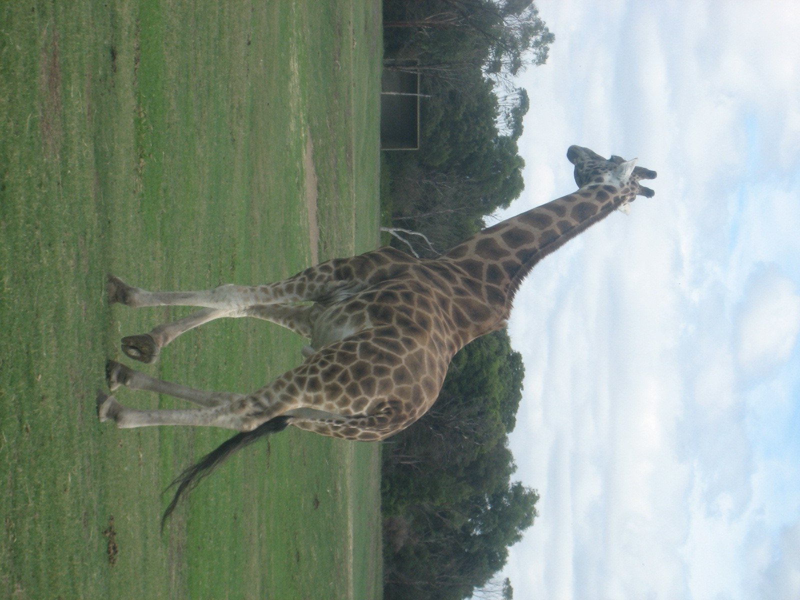 Just a few randomns from Werribee