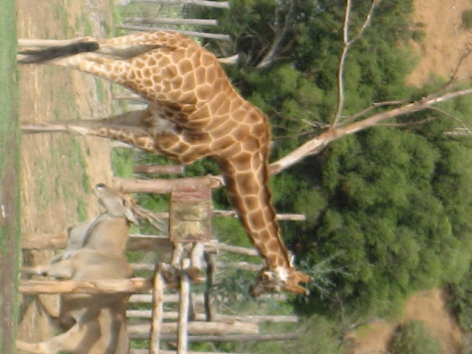 Just a few randomns from Werribee