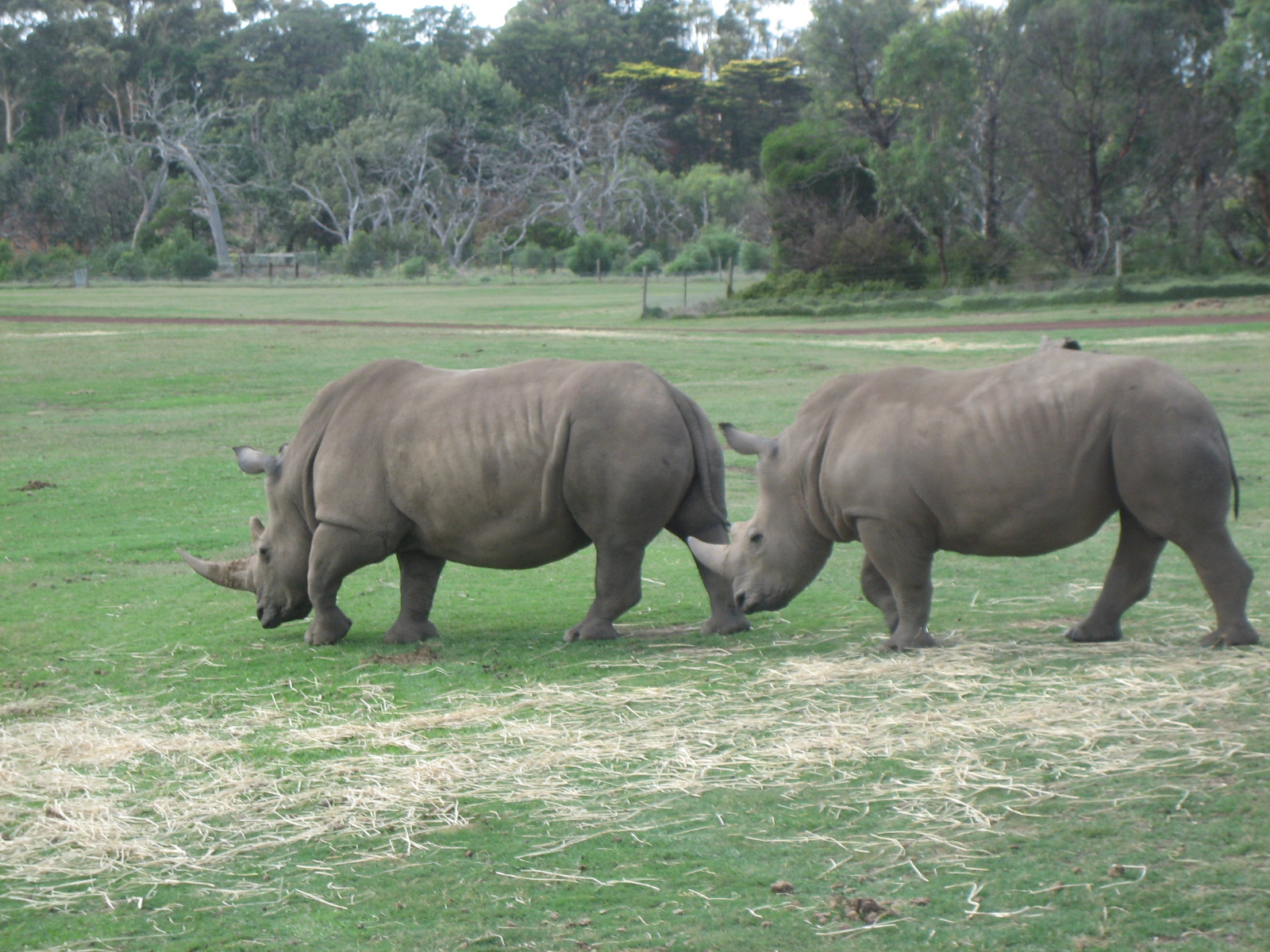 Just a few randomns from Werribee