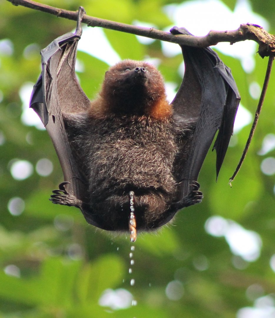 Just a funny photo - urninating Flying fox