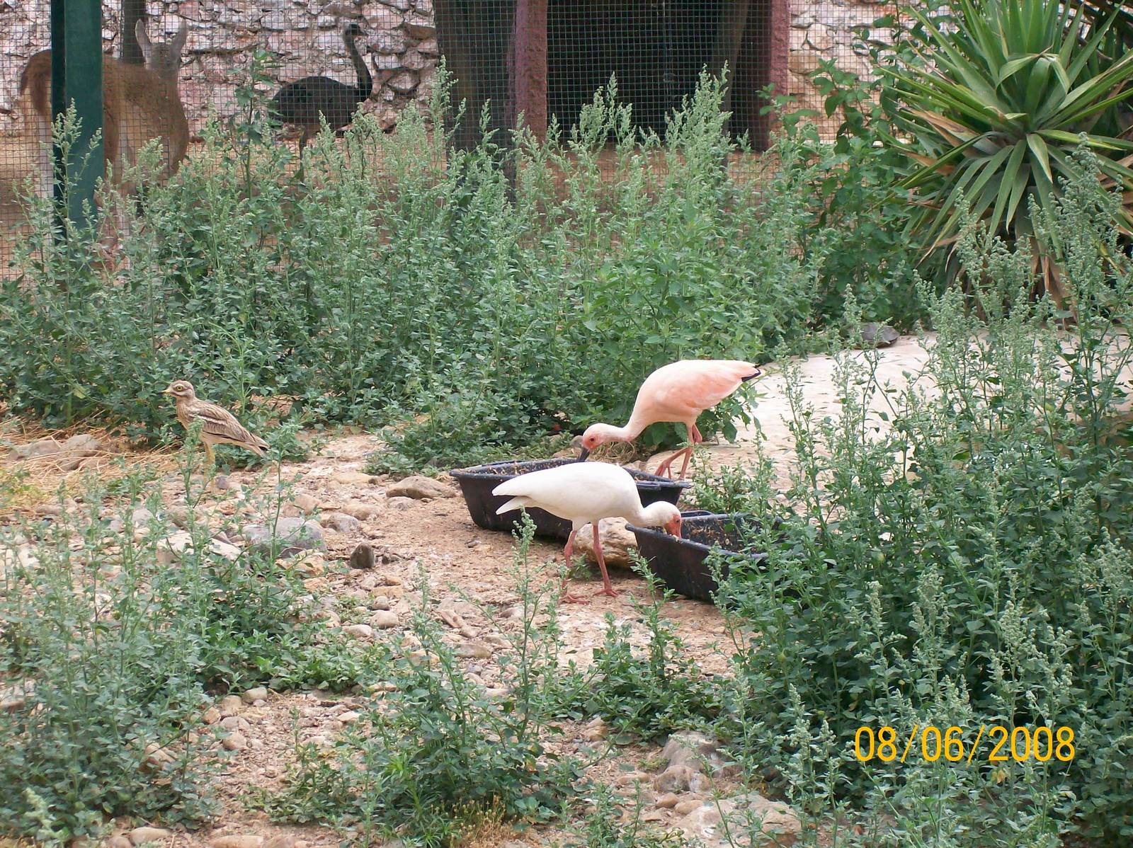 Just a pink scarlet ibis or a possible eudocimus hybrid?